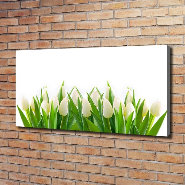 Foto obraz na plátně Bílé tulipány oc-30153186