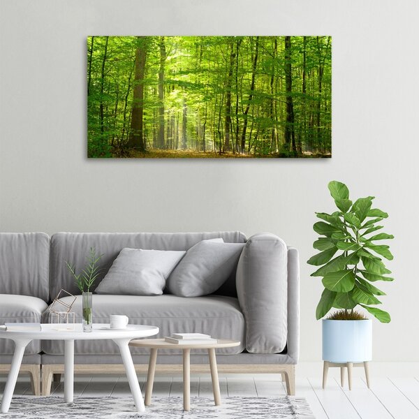 Foto obraz na plátně Listnatý strom oc-31250020