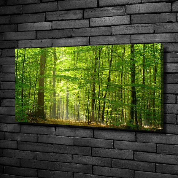 Foto obraz na plátně Listnatý strom oc-31250020