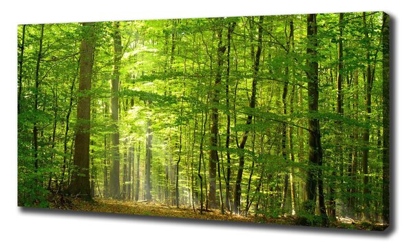 Foto obraz na plátně Listnatý strom oc-31250020