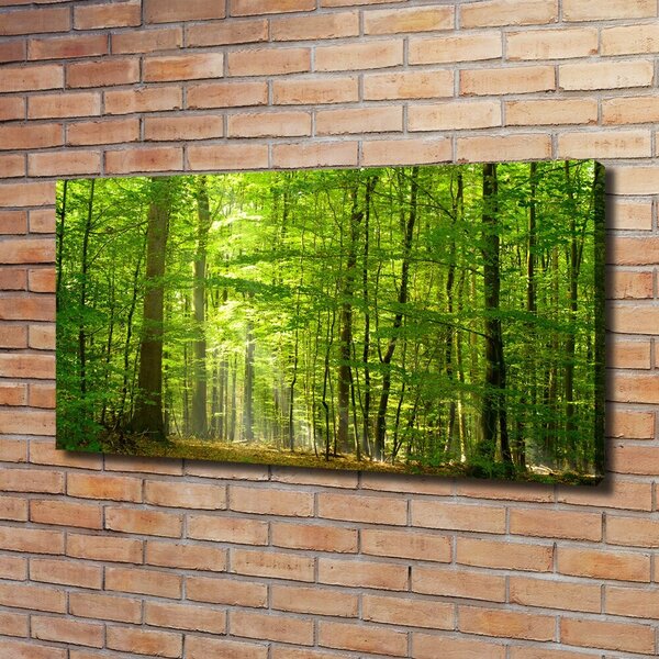 Foto obraz na plátně Listnatý strom oc-31250020