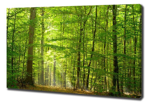Foto obraz na plátně Listnatý strom oc-31250020