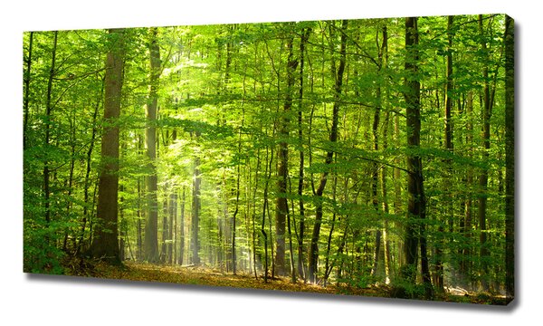 Foto obraz na plátně Listnatý strom oc-31250020