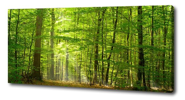 Foto obraz na plátně Listnatý strom oc-31250020