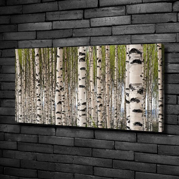 Moderní fotoobraz canvas na rámu Břízový les oc-31867188