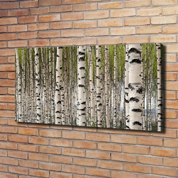Moderní fotoobraz canvas na rámu Břízový les oc-31867188