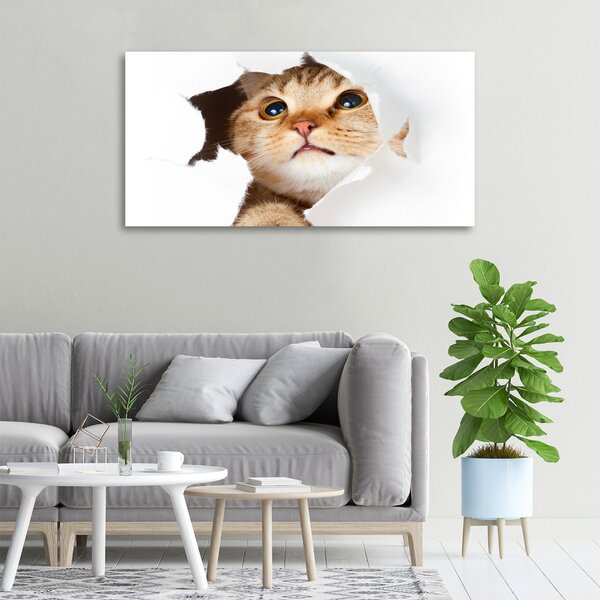 Moderní fotoobraz canvas na rámu Kočka v díře oc-33902265