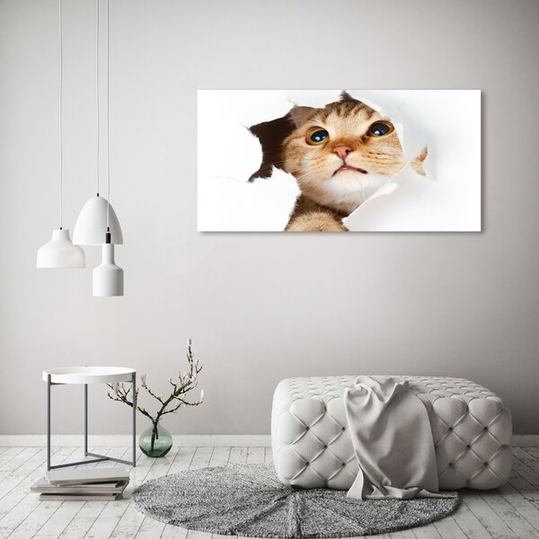 Moderní fotoobraz canvas na rámu Kočka v díře oc-33902265