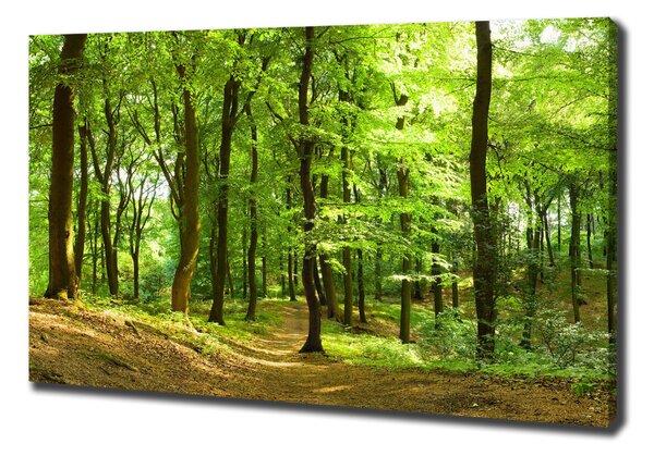 Foto obraz na plátně Lesní stezka oc-35316050