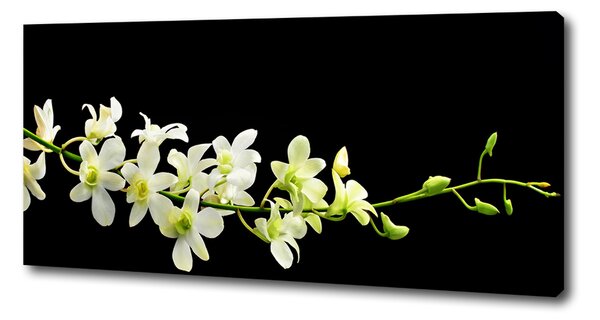 Foto obraz na plátně do obýváku Orchidej oc-4005190