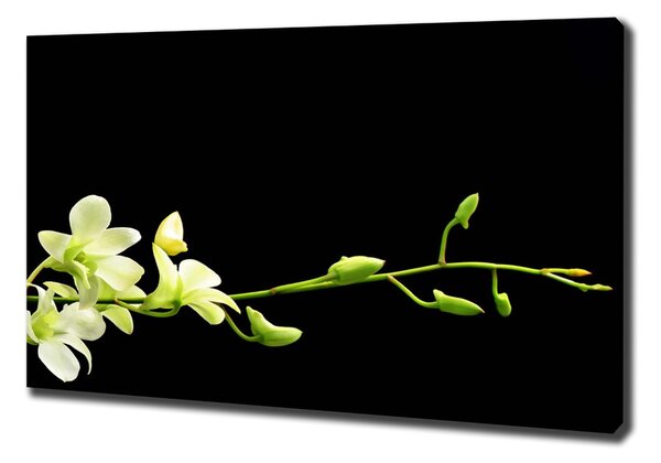 Foto obraz na plátně do obýváku Orchidej oc-4005190