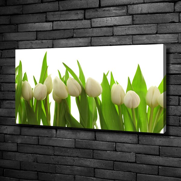 Foto obraz na plátně do obýváku Bílé tulipány oc-40774671