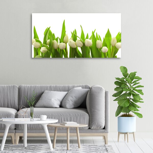 Foto obraz na plátně do obýváku Bílé tulipány oc-40774643