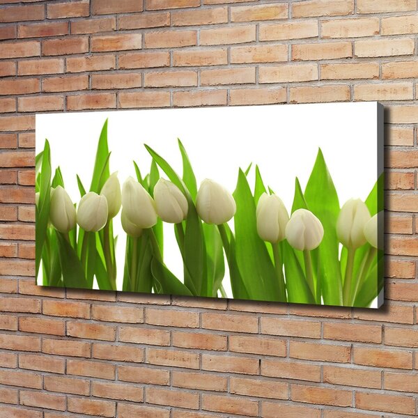 Foto obraz na plátně do obýváku Bílé tulipány oc-40774671
