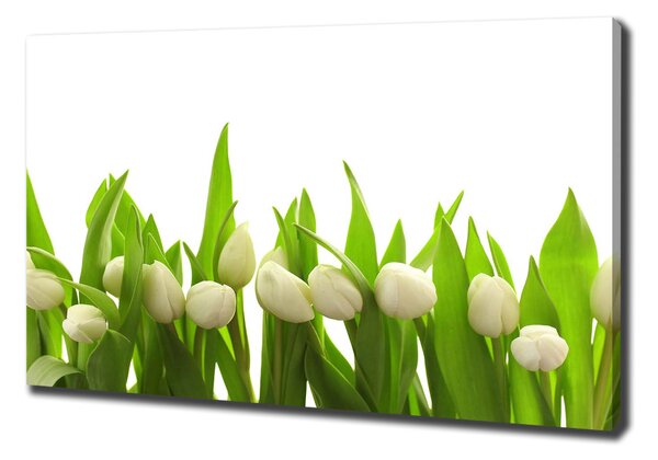 Foto obraz na plátně do obýváku Bílé tulipány oc-40774643