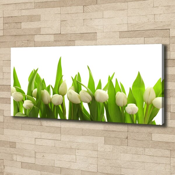 Foto obraz na plátně do obýváku Bílé tulipány oc-40774643