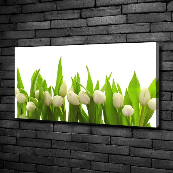 Foto obraz na plátně do obýváku Bílé tulipány oc-40774643