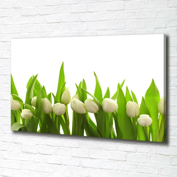 Foto obraz na plátně do obýváku Bílé tulipány oc-40774643