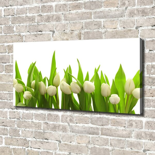 Foto obraz na plátně do obýváku Bílé tulipány oc-40774643