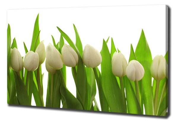 Foto obraz na plátně do obýváku Bílé tulipány oc-40774671