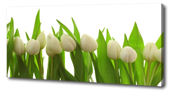 Foto obraz na plátně do obýváku Bílé tulipány oc-40774671