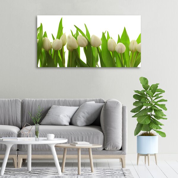 Foto obraz na plátně do obýváku Bílé tulipány oc-40774671