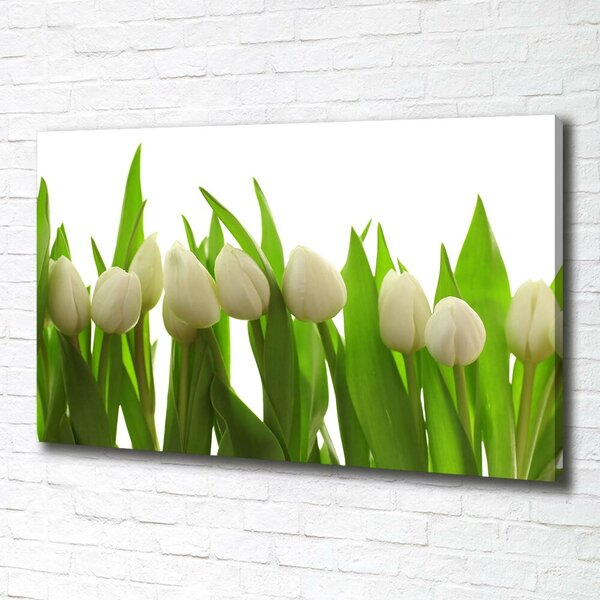 Foto obraz na plátně do obýváku Bílé tulipány oc-40774671