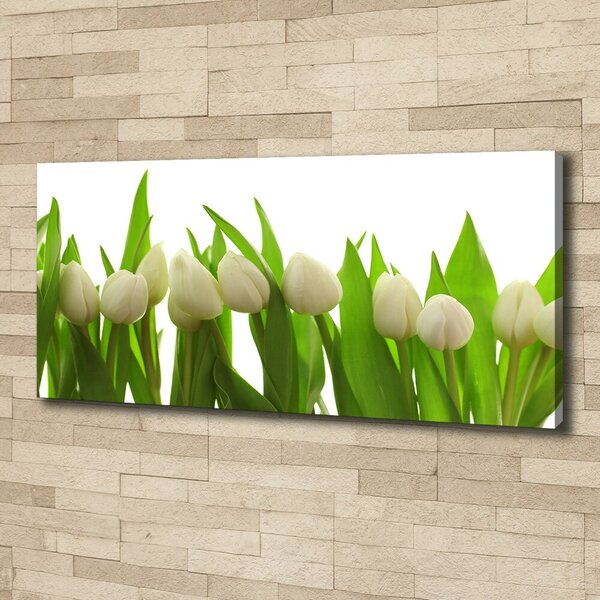 Foto obraz na plátně do obýváku Bílé tulipány oc-40774671