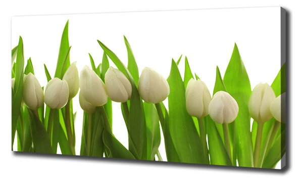 Foto obraz na plátně do obýváku Bílé tulipány oc-40774671