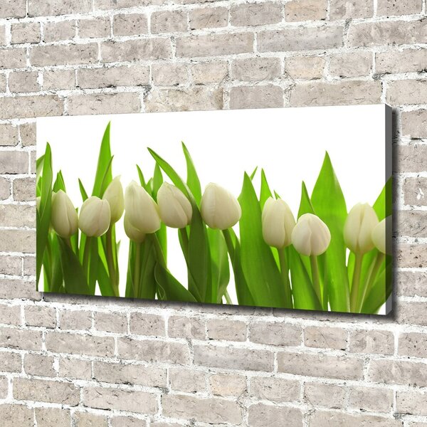 Foto obraz na plátně do obýváku Bílé tulipány oc-40774671