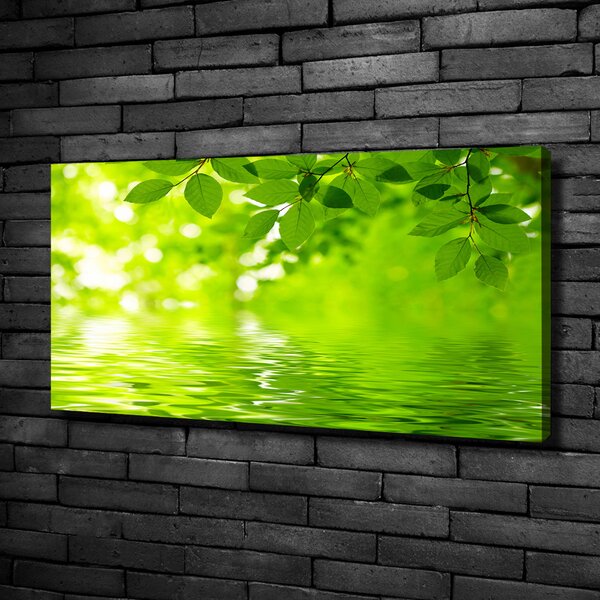 Moderní obraz canvas na rámu Zelené listí oc-41296480