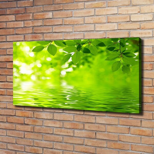Moderní obraz canvas na rámu Zelené listí oc-41296480