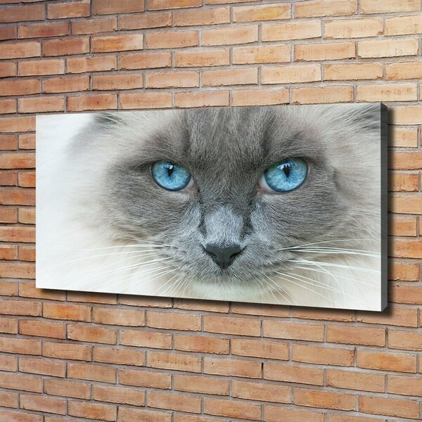 Moderní fotoobraz canvas na rámu Kočka modré oči oc-41430581