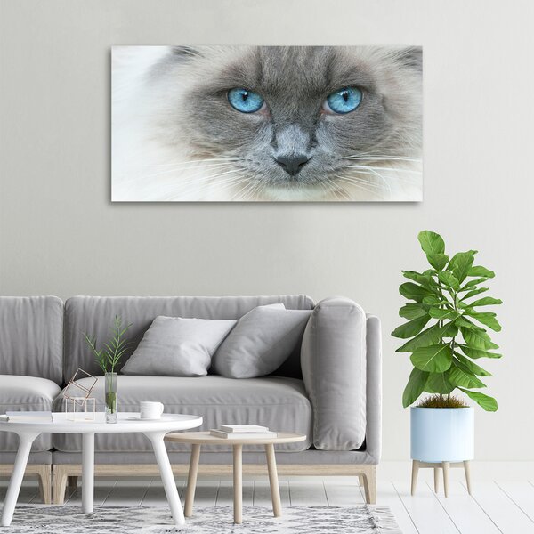 Moderní fotoobraz canvas na rámu Kočka modré oči oc-41430581