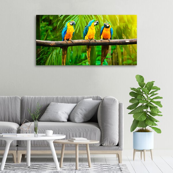 Moderní fotoobraz canvas na rámu Papoušci na větvi oc-42532067