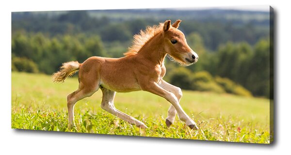 Foto obraz na plátně Hříbě ve cvalu oc-44307287