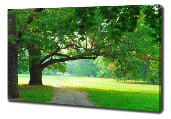 Foto obraz na plátně Podzimní park oc-45444718