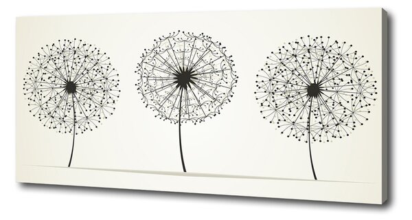 Foto obraz canvas Pampelišky oc-47907929