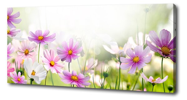 Foto obraz canvas Květiny na louce oc-49015861