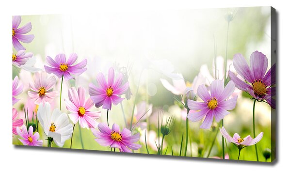 Foto obraz canvas Květiny na louce oc-49015861