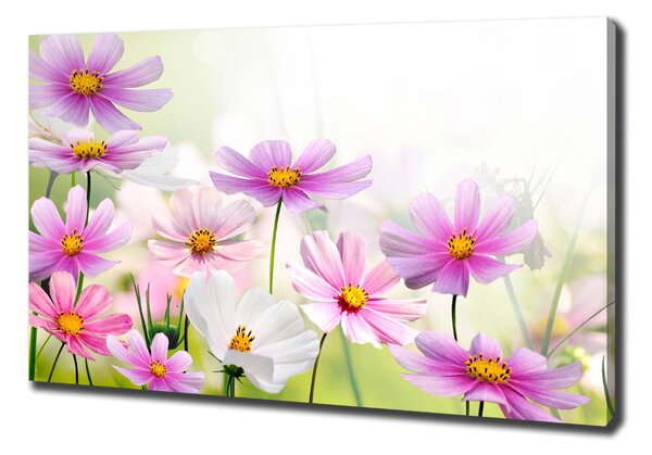 Foto obraz canvas Květiny na louce oc-49015861