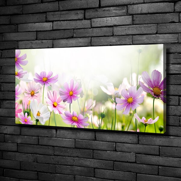 Foto obraz canvas Květiny na louce oc-49015861