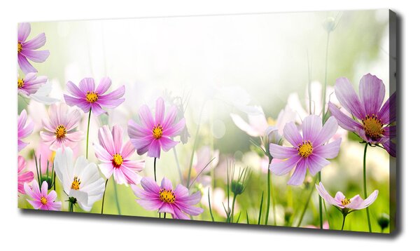 Foto obraz canvas Květiny na louce oc-49015861
