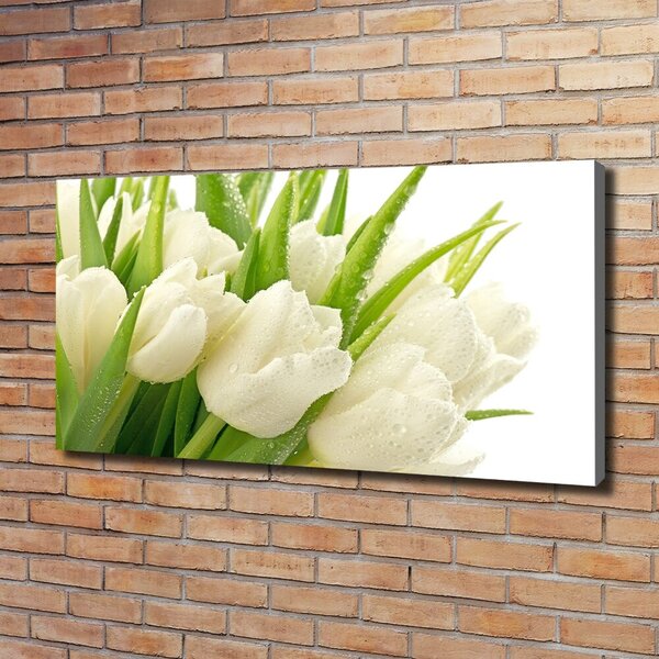 Foto obraz tištěný na plátně Bílé tulipány oc-49549577