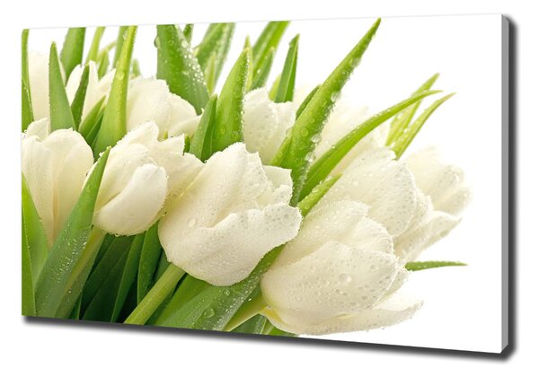 Foto obraz tištěný na plátně Bílé tulipány oc-49549577
