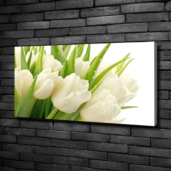 Foto obraz tištěný na plátně Bílé tulipány oc-49549577