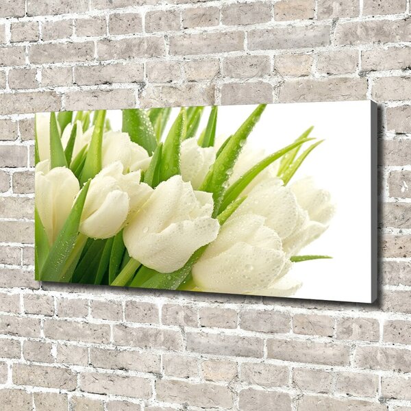 Foto obraz tištěný na plátně Bílé tulipány oc-49549577