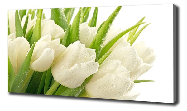 Foto obraz tištěný na plátně Bílé tulipány oc-49549577