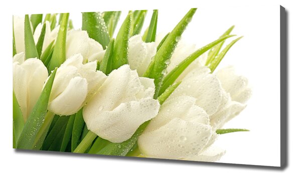 Foto obraz tištěný na plátně Bílé tulipány oc-49549577