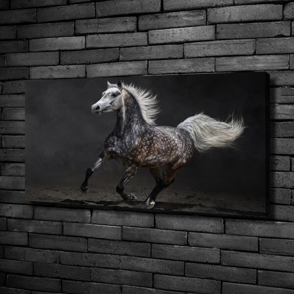 Foto obraz canvas Šedný arabský kůň oc-49747605